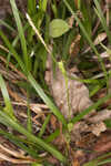 Calcium-hating sedge